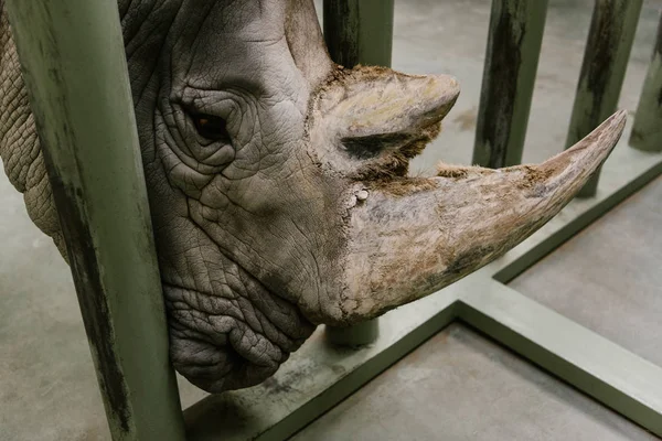 Vista de cerca del cuerno de rinoceronte blanco en el zoológico - foto de stock
