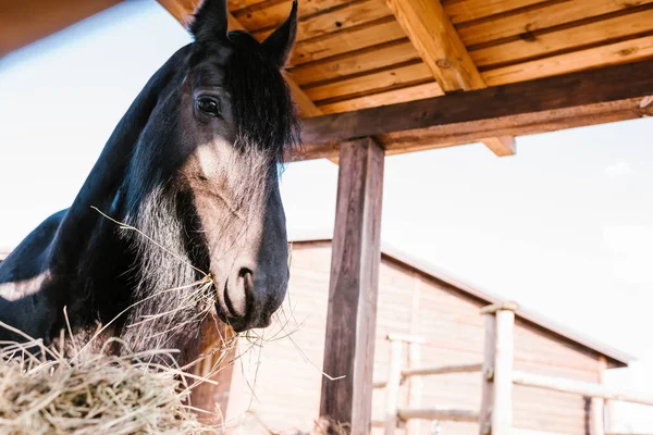 Low angle view of horse standing near dry grass in corral at zoo — Stock Photo