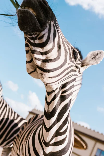 Low angle view of zebra muzzle against blue cloudy sky at zoo — Stock Photo