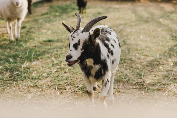 Close up view of goat grazing on ground in corral at farm — Stock Photo