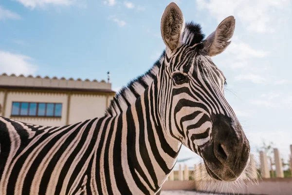 Close up view of zebra grazing in corral at zoo — Stock Photo