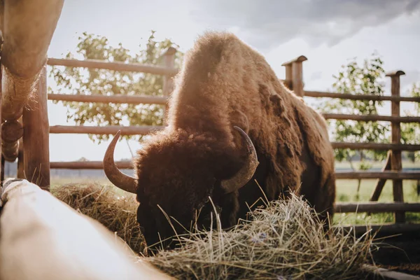 Close up view of bison eating dry grass in corral at zoo — Stock Photo