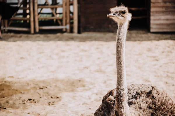 Close up shot of ostrich standing in corral under sunlight at zoo — Stock Photo