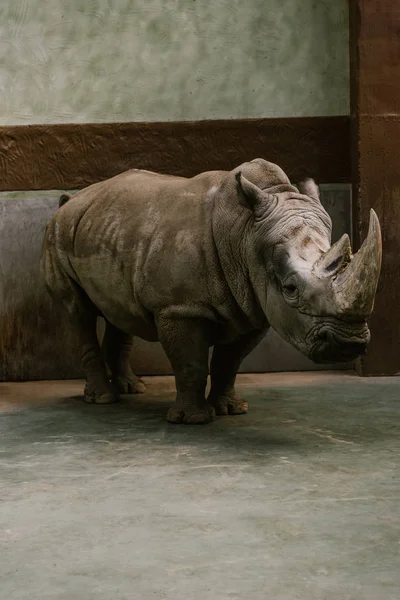 Vista frontal del rinoceronte blanco en peligro de extinción parado en el zoológico - foto de stock