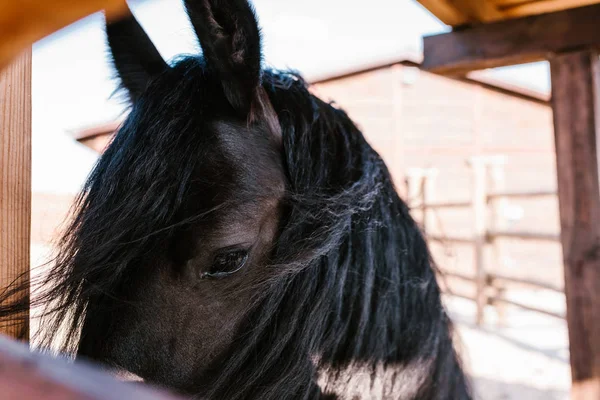 Nahaufnahme von Pferdeschnauze auf verschwommenem Hintergrund im Zoo — Stockfoto