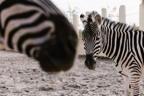 Vue rapprochée de deux zèbres broutant sur le sol dans le corral au zoo — Photo de stock