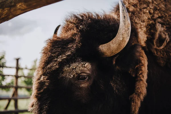 Vista ravvicinata del muso di bisonte nel recinto dello zoo — Foto stock