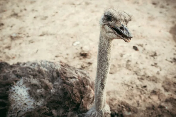 Високий кут зору страуса, що стоїть на землі в зоопарку — стокове фото