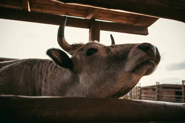 Vista da vicino della mucca in piedi vicino alla recinzione di legno allo zoo — Foto stock