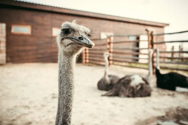 Closeup view of ostrich muzzle and other ostriches sitting behind in corral at zoo — Stock Photo