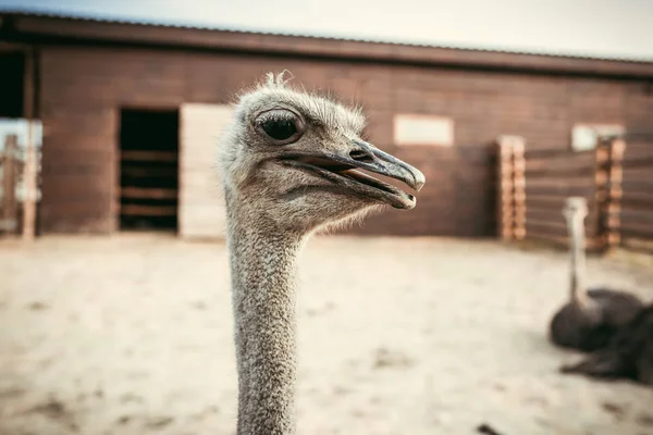 Closeup shot of ostrich muzzle on blurred background in corral at zoo — Stock Photo