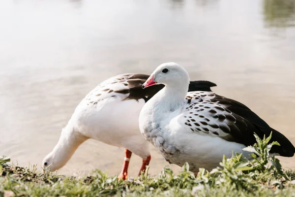 Vue rapprochée de deux cygnes andins debout sur la côte herbeuse près de l'eau au zoo — Photo de stock