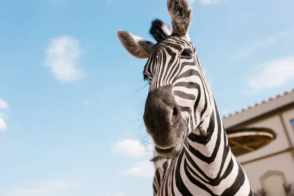 Vue à faible angle du museau zèbre contre le ciel nuageux bleu au zoo — Photo de stock