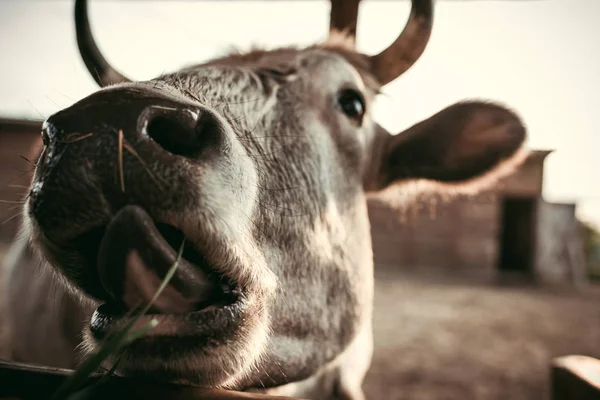 Close up shot of cow muzzle on blurred background at zoo — Stock Photo