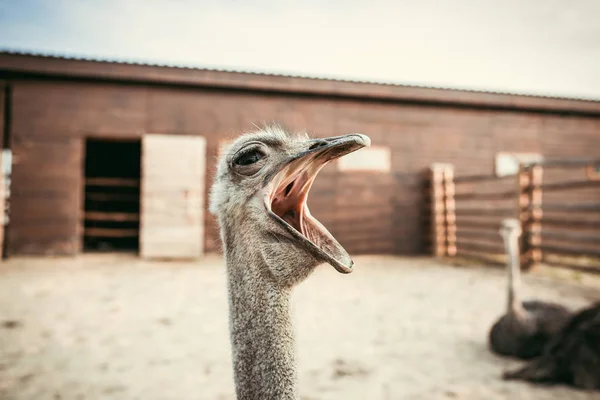 Closeup shot of yawning ostrich in corral at zoo — Stock Photo