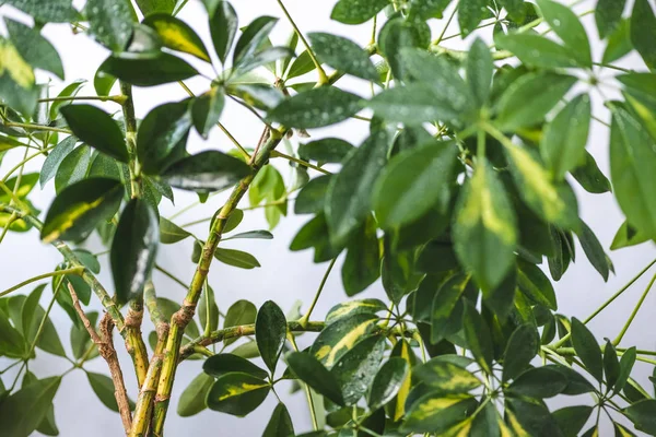 Selective focus of schefflera branches with green leaves isolated on grey background — Stock Photo