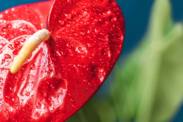 Nahaufnahme von rotem Anthurium und Blättern auf verschwommenem Hintergrund — Stockfoto