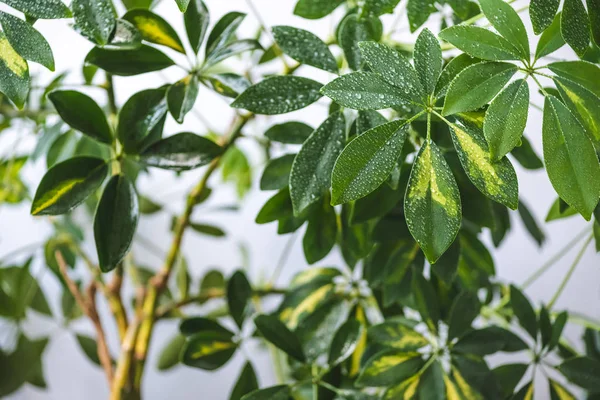 Selective focus of schefflera branches and green leaves with water drops — Stock Photo