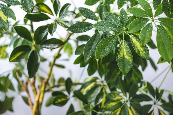 Foyer sélectif des branches de schefflera et des feuilles vertes avec des gouttes d'eau — Photo de stock