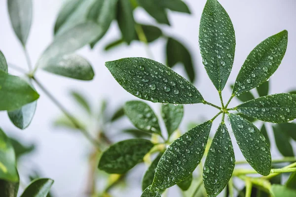 Close up view of schefflera leaves with water drops on blurred background — Stock Photo