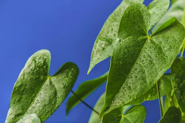 Vista de cerca de hojas tropicales verdes con gotas de agua aisladas sobre fondo azul - foto de stock