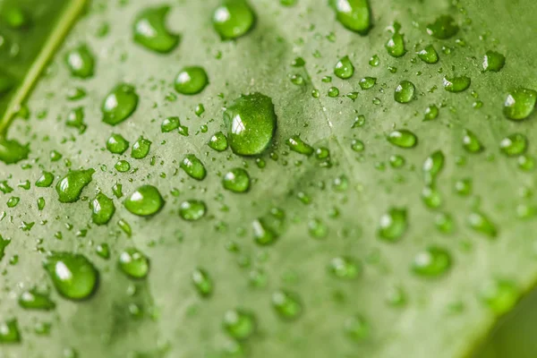 Закрыть изображение зеленого листа с капельками воды — стоковое фото