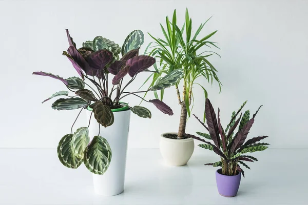 Calathea-Pflanzen und Palmen in Töpfen isoliert auf grauem Hintergrund — Stockfoto