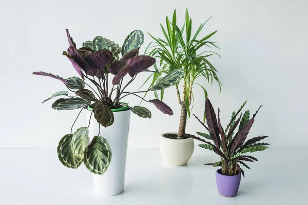 Piante di calathea e palma in vasi isolati su fondo grigio — Foto stock