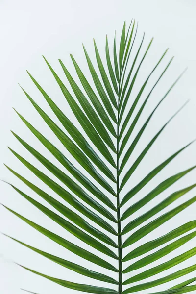 Vista de cerca de la rama de la palma con hojas verdes aisladas sobre fondo gris - foto de stock