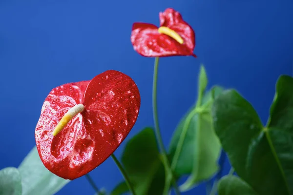 Close up view of red anthuriums with water drops and green leaves isolated on blue background — Stock Photo