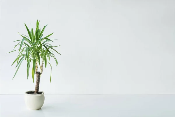 Palma con foglie verdi in vaso su fondo grigio, concetto minimalista — Foto stock