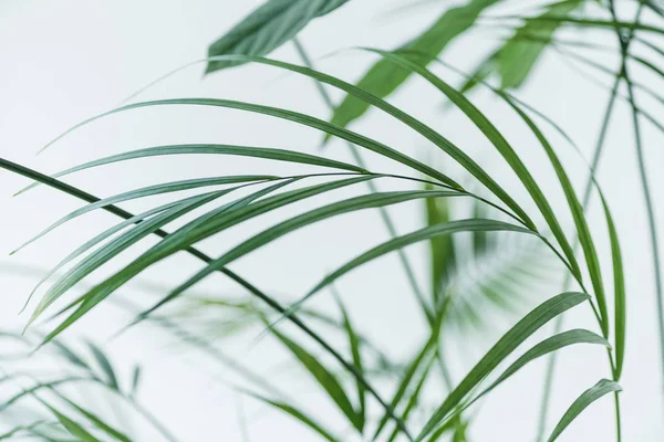 Close up view of green palm leaves on blurred grey background — Stock Photo