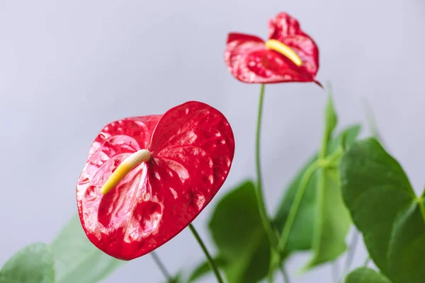 Close up view of red anthuriums with green leaves isolated on grey background — Stock Photo