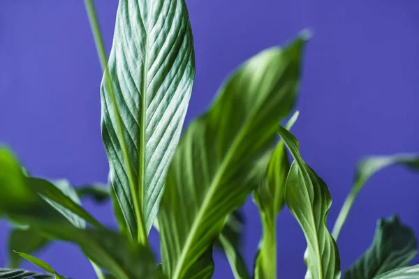 Close up vista de folhas verdes isoladas no fundo roxo — Fotografia de Stock