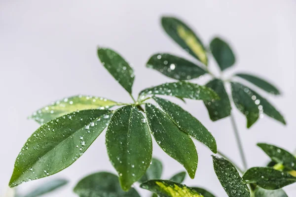 Close up view of schefflera with green leaves and water drops isolated on grey background — Stock Photo