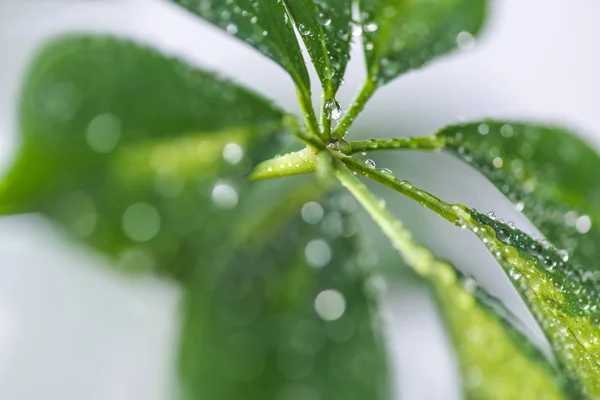 Nahaufnahme von Schefflera mit grünen Blättern und Wassertropfen auf verschwommenem Hintergrund — Stockfoto