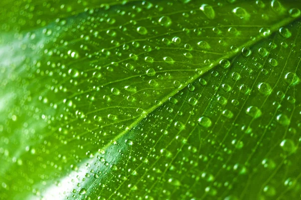 Закрыть вид на зеленый лист каплями воды — стоковое фото