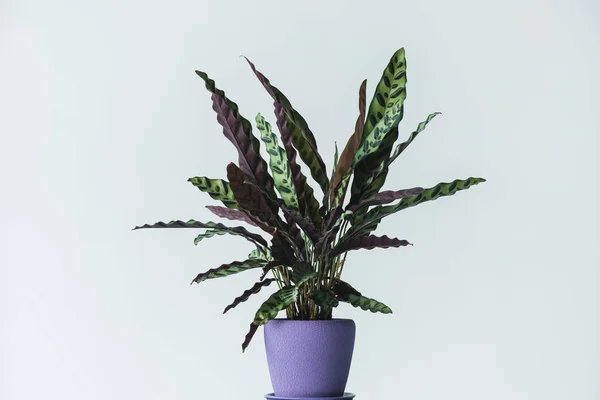 Calathea lancifolia in vaso isolata su fondo grigio — Foto stock