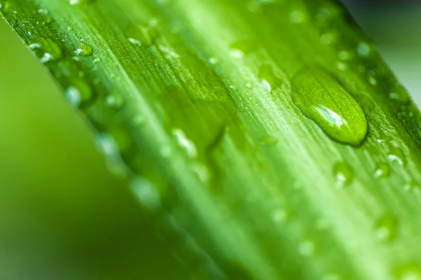 Close up view of green leaf with water drops on blurred background — Stock Photo