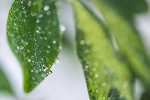 Vista de cerca de hojas verdes de schefflera con gotas de agua sobre fondo borroso - foto de stock