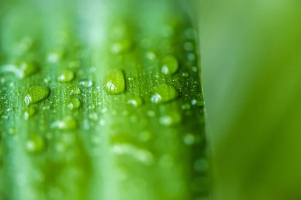 Закрыть вид зеленого листа с капельками воды на размытом фоне — стоковое фото