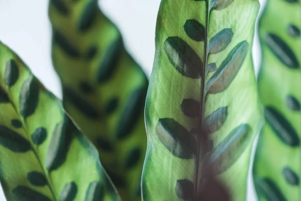 Крупный план листьев calathea lancifolia на размытом фоне — стоковое фото
