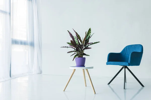Интерьер гостиной в минималистичном дизайне с креслом и растением calathea lancifolia в горшке на столе — стоковое фото