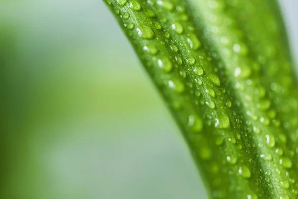 Close up view of green leaf with water drops on blurred background — Stock Photo