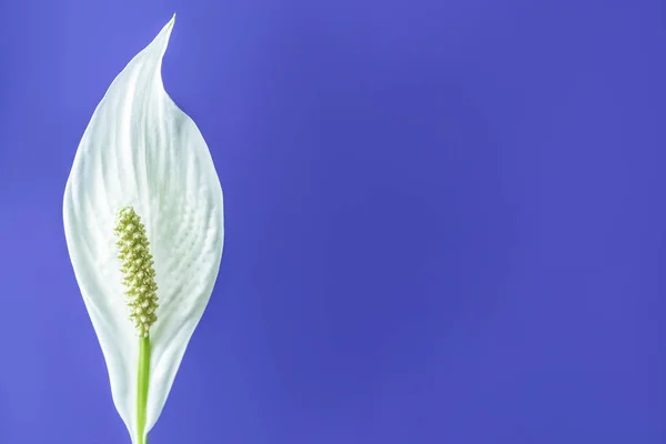 Close up view of white spathiphyllum flower isolated on purple background — Stock Photo