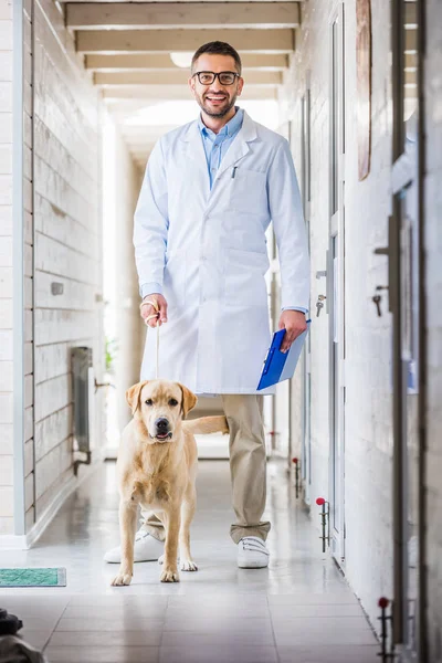 Veterinario sonriente de pie con perro labrador en corredor de clínica veterinaria - foto de stock