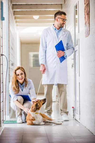 Male and female vets with dog at veterinary clinic — Stock Photo