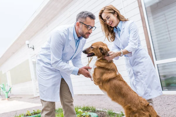 Счастливые ветеринары, играющие с собакой во дворе ветеринарной клиники — стоковое фото