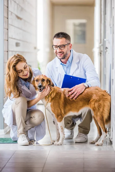 Dois veterinários agachando e palmando cão bonito na clínica veterinária — Fotografia de Stock