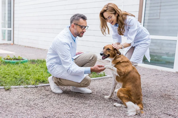 Female and male veterinarians palming dog on yard at veterinary clinic — Stock Photo